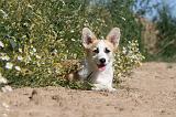 CORGI PEMBROKE 038